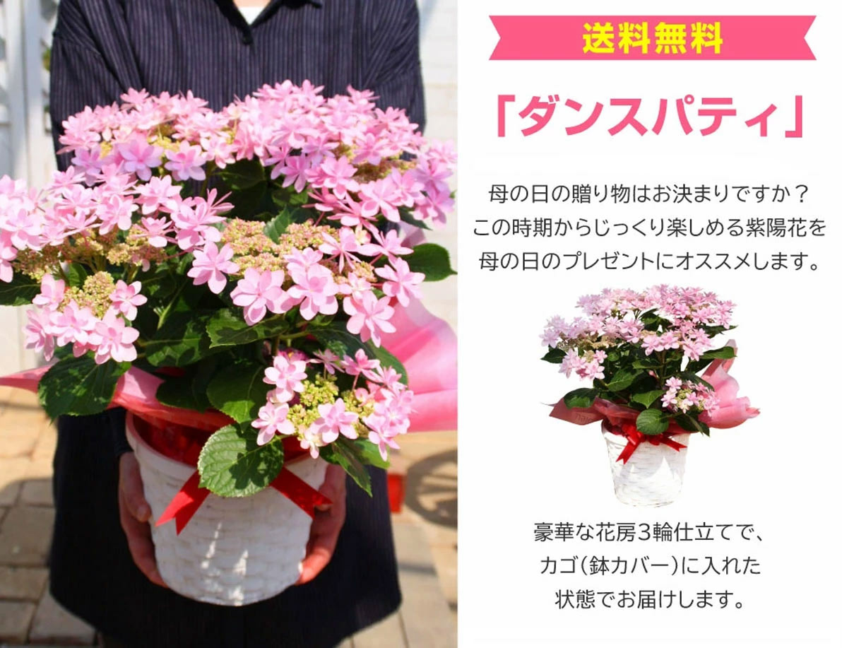 アジサイ『ダンスパティ』