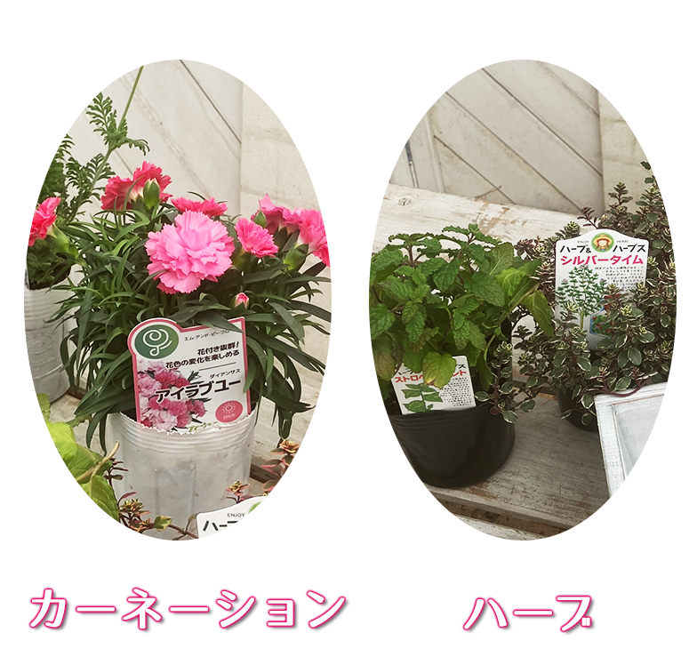 カーネーションとハーブのおくりもの