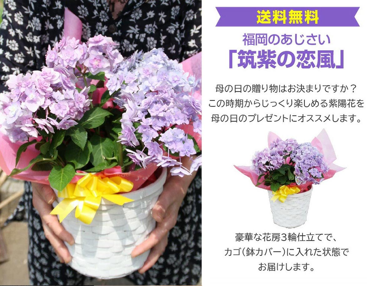 母の日 福岡の アジサイ『 筑紫の恋風 』送料無料 ギフト