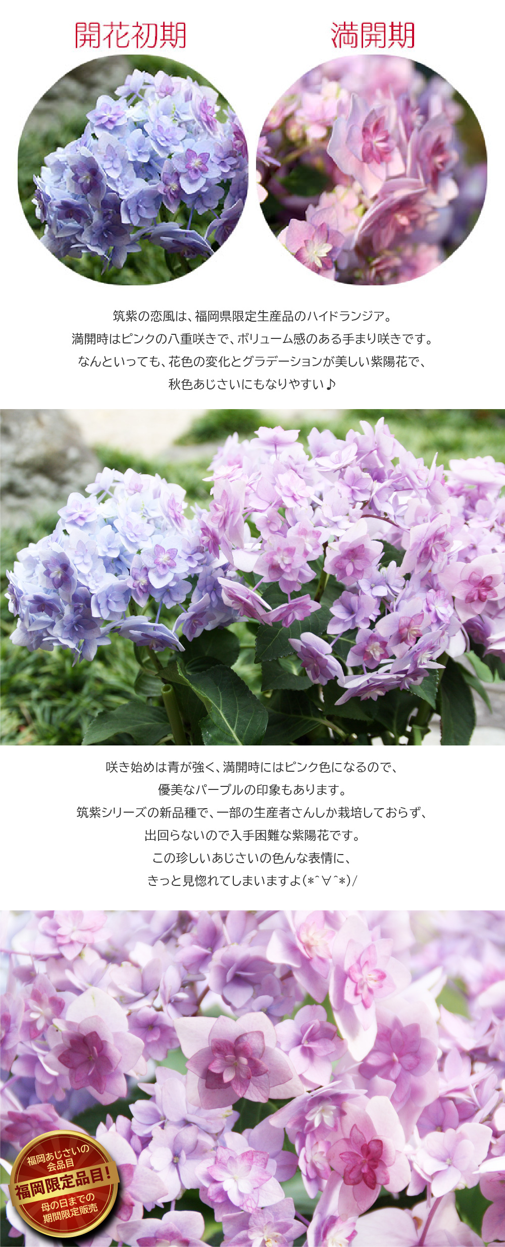 母の日に紫陽花「筑紫の恋風」