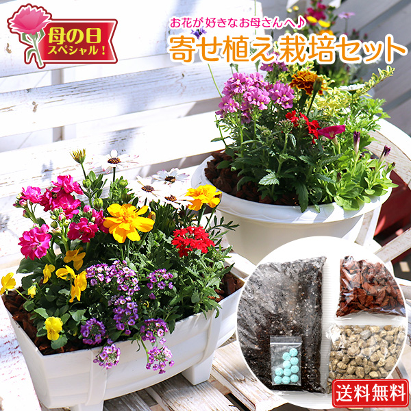 母の日『 寄せ植え 栽培セット 』 花苗 培養土 植木鉢付 花 ギフト 母