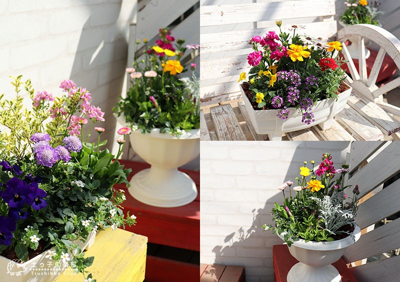 寄せ植え栽培セット