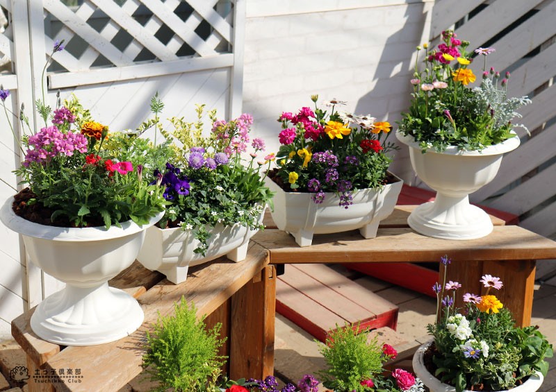 寄せ植え栽培セット