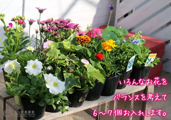 寄せ植え栽培セット