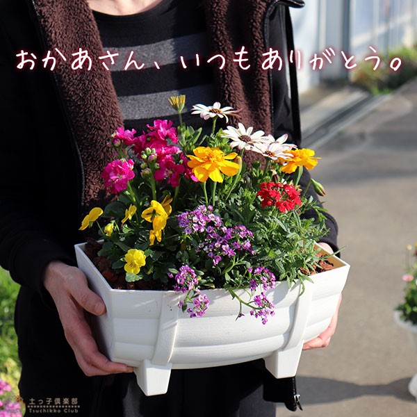 寄せ植え栽培セット