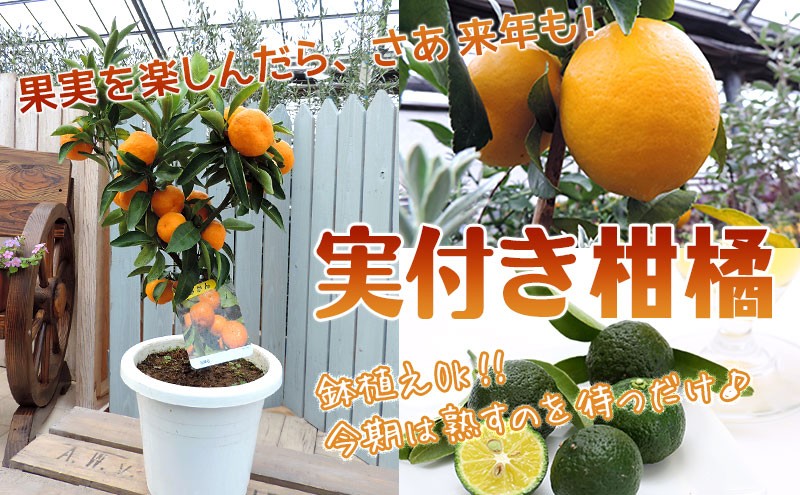 実付き柑橘