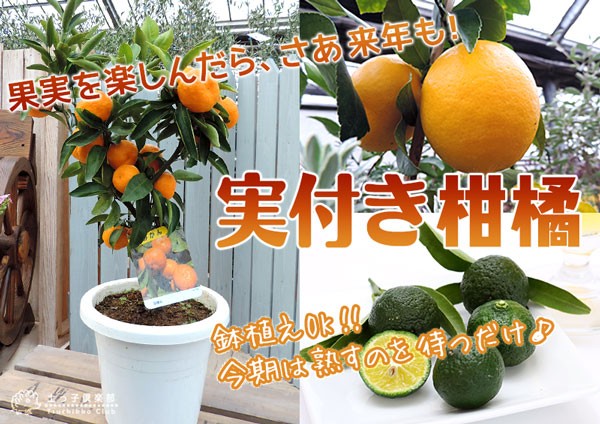 花と緑の専門店 土っ子倶楽部 実付き柑橘 実付き果樹 Yahoo ショッピング