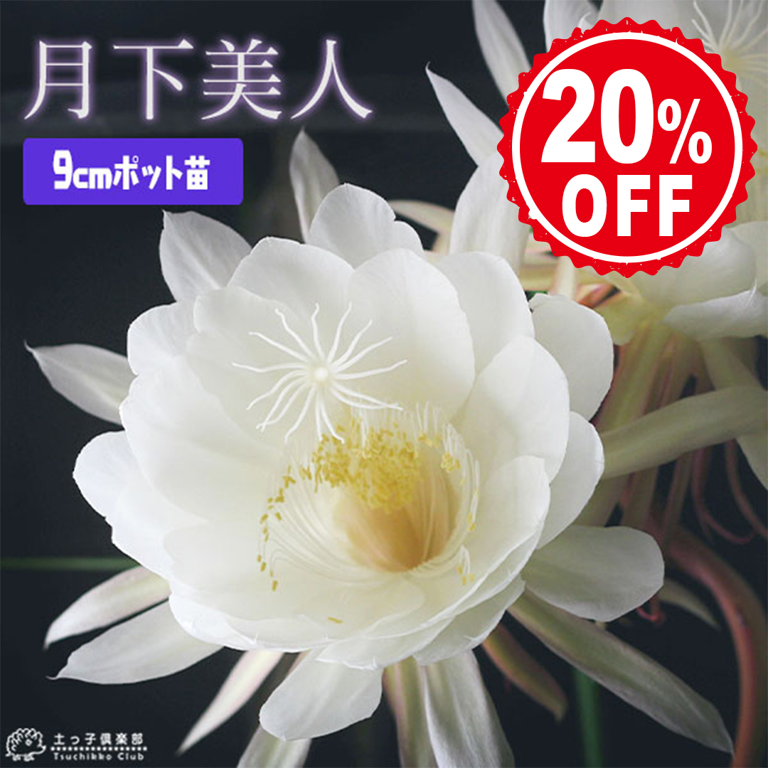 ローズゼラニューム （ ハーブゼラニウム ） 4号鉢植え