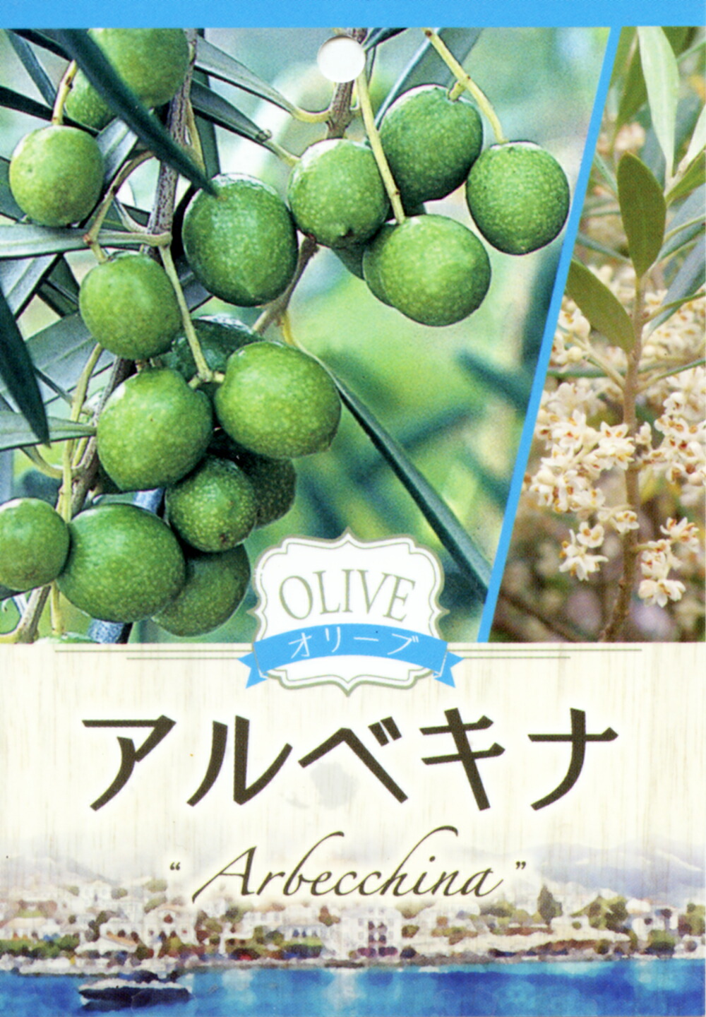 オリーブ 2品種植え （ 2年生 ）5号スリット鉢 ( ネバディロブランコ