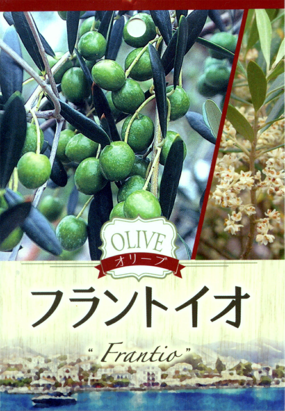 夏季休暇前売り尽くし特価　オリーブ　マンザニロ　ネバディロブランコ　２鉢セット 夏季休暇前売り尽くし特価 オリーブ マンザニロ ネバディロ