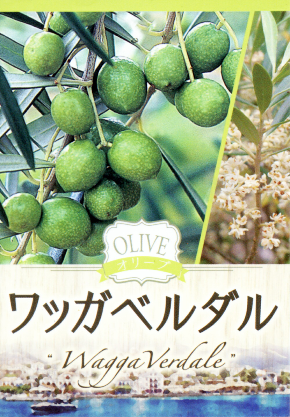 オリーブ 2品種植え （ 2年生 ）5号スリット鉢 ( ネバディロ