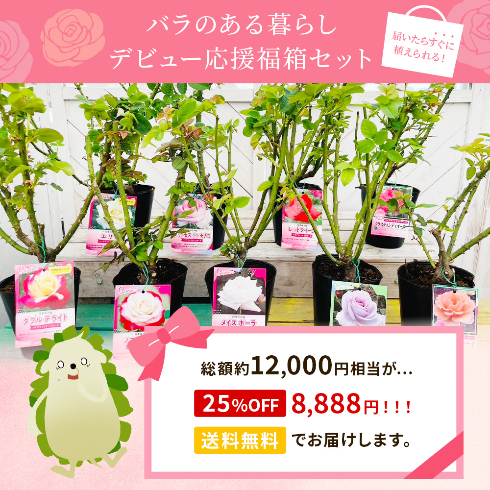 ( •᷄ὤ•᷅){バラ売り可 Happy バラ の 福箱 セット【選べる3タイプ】〜ローズガーデンスタート