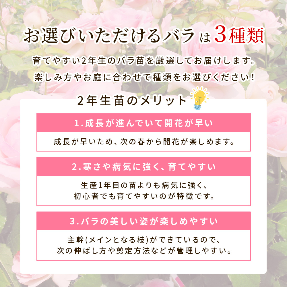 Happy バラ の 福箱 セット【選べる3タイプ】〜ローズガーデンスタート