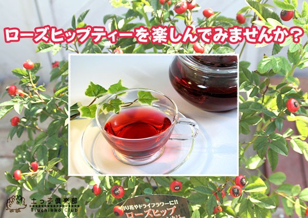 ローズヒップ 『 センセーショナルファンタジー 』 5号鉢植え : 花と緑