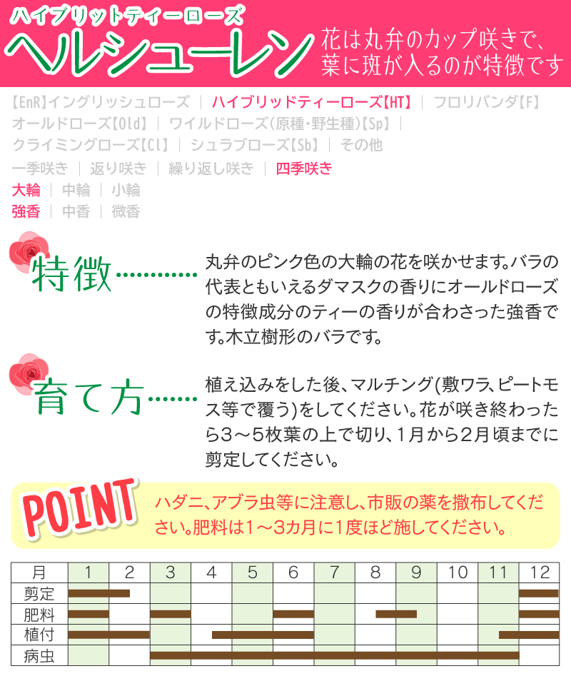 バラ『ヘルシューレン』斑入り葉 