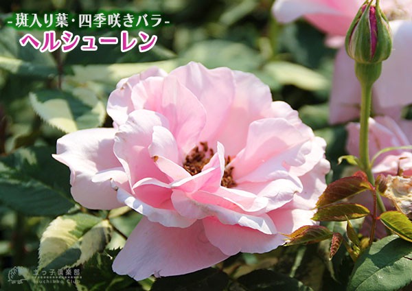 バラ『ヘルシューレン』斑入り葉 