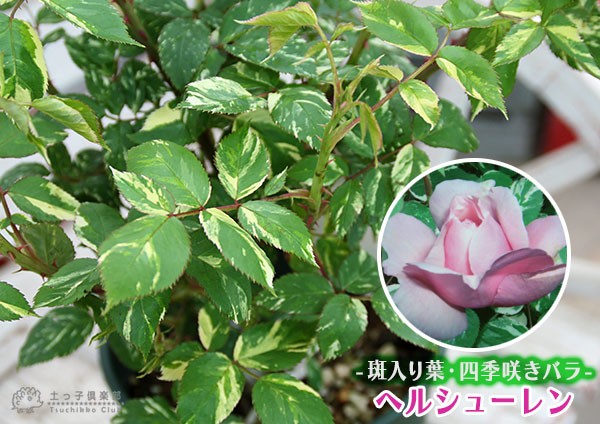 バラ『ヘルシューレン』斑入り葉 
