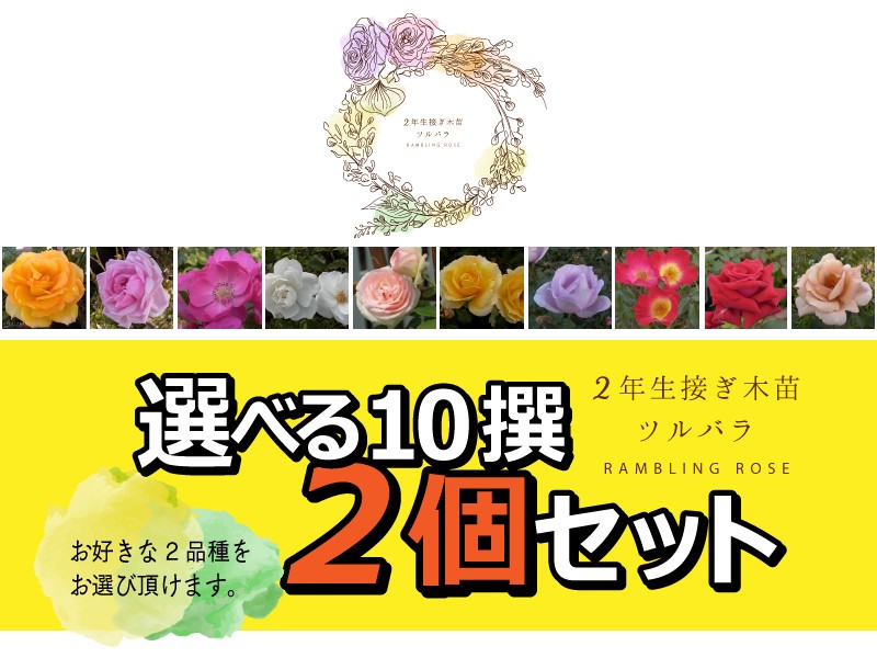 ツルバラ 2年生 接ぎ木苗 （ クライミングローズ ） 【 2個セット