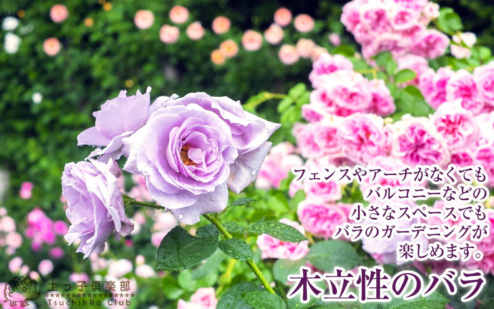 四季咲き 中輪 『 ブラスバンド 』 2年生 接ぎ木苗 （ フロリバンダ