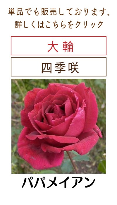 四季咲き大輪 B 選べる品種 2個セット （ 送料無料 ） 2年生接 ぎ木苗