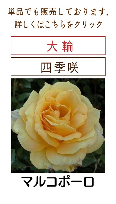 四季咲き大輪 B 選べる品種 2個セット （ 送料無料 ） 2年生接 ぎ木苗