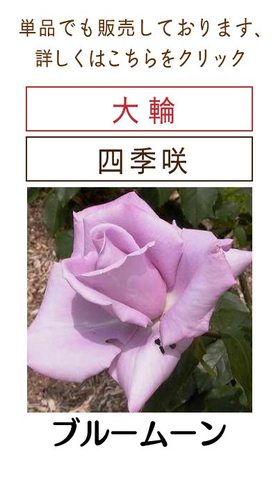 期間限定セール！１株限定！接木株　二年生株　廃盤のバラ苗 バラ苗 廃盤品種 ER 1株 - メルカリ