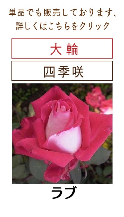 四季咲き大輪 B 選べる品種 2個セット （ 送料無料 ） 2年生接 ぎ木苗