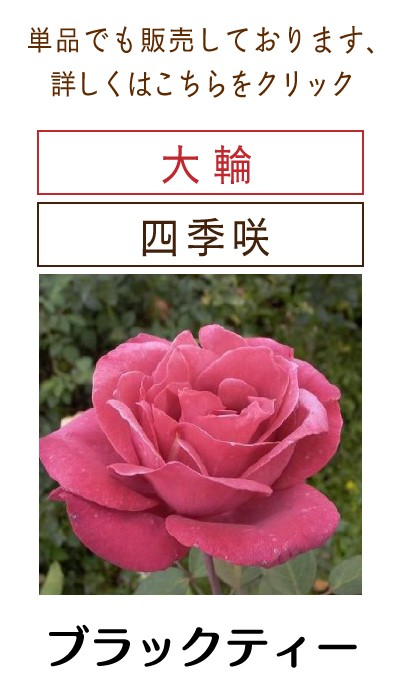 四季咲き大輪 A 選べる品種 2個セット （ 送料無料 ） 2年生接 ぎ木苗