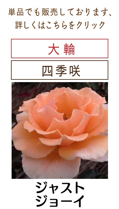 四季咲き大輪 A 選べる品種 2個セット （ 送料無料 ） 2年生接 ぎ木苗