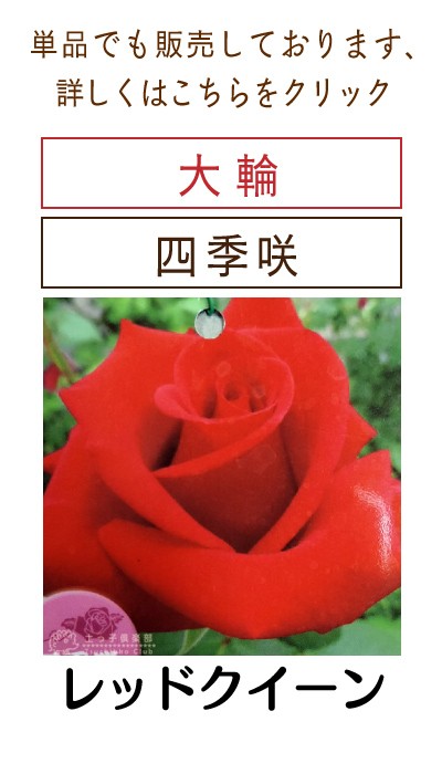 四季咲き大輪 B 選べる品種 2個セット （ 送料無料 ） 2年生接 ぎ木苗