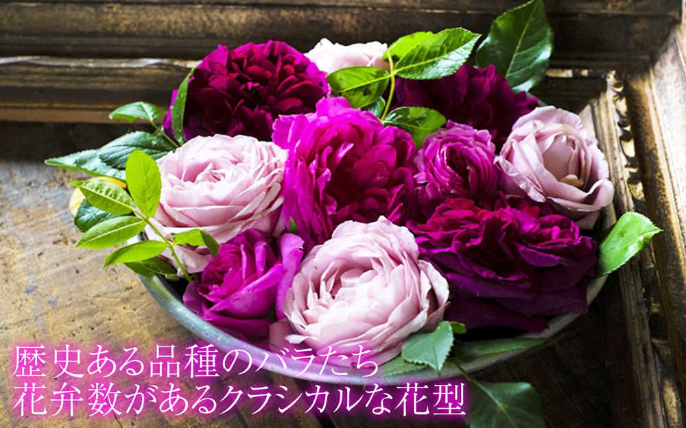 クライミングローズ