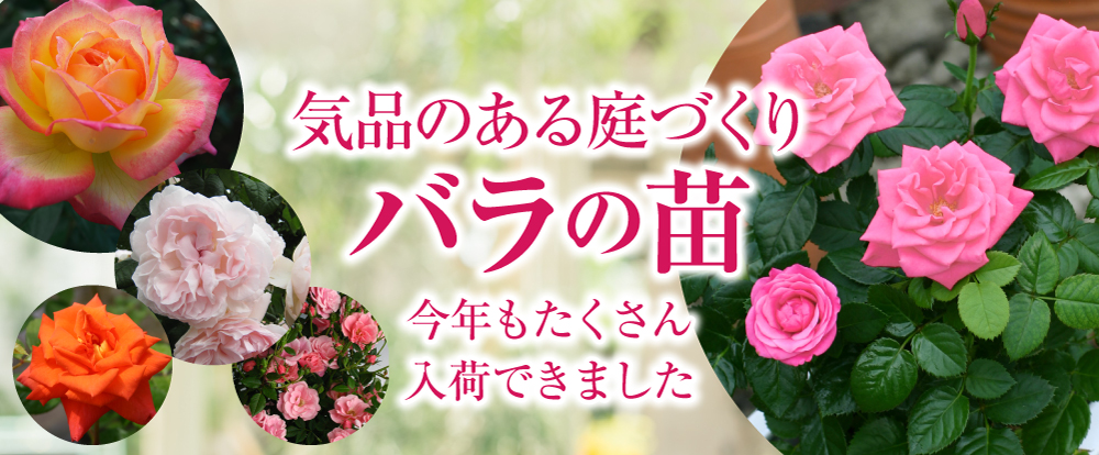 香る花木 『 満月蝋梅 （ マンゲツロウバイ ） 』 5号鉢植え