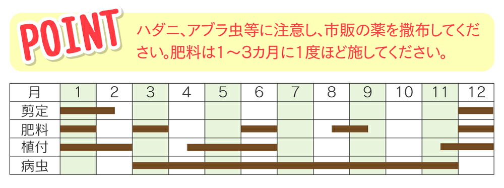 バラの育成