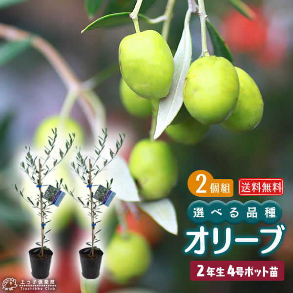 オリーブ （2年生） 4号ポット苗 2個セット （ 送料無料 ） 選べる品種