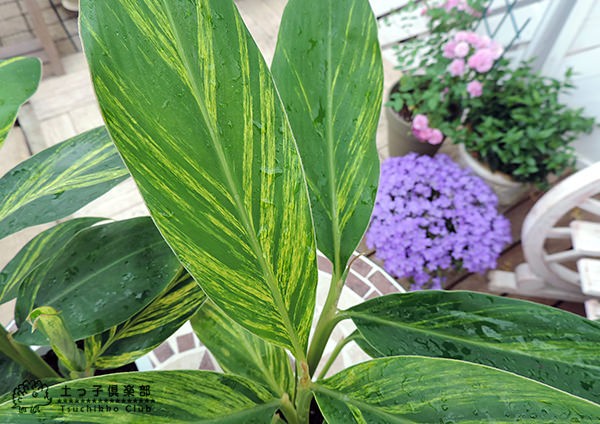 月桃『 黄斑ゲットウ』（ アルピニア ）7号鉢植え 送料無料 受け皿