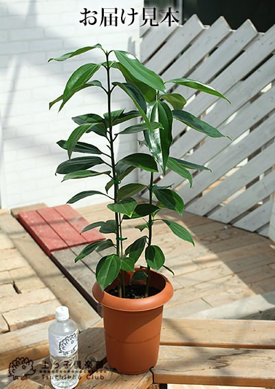 シナモン 7号鉢植え お届け見本