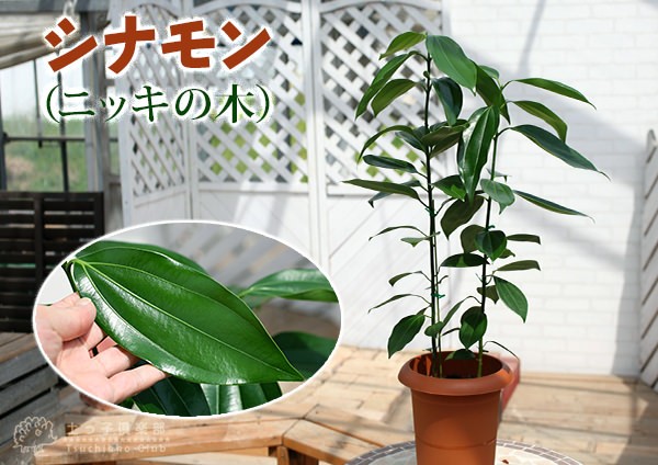 シナモン （ ニッキの木 ）7号鉢植え : s-093 : 花と緑の専門店 土っ子