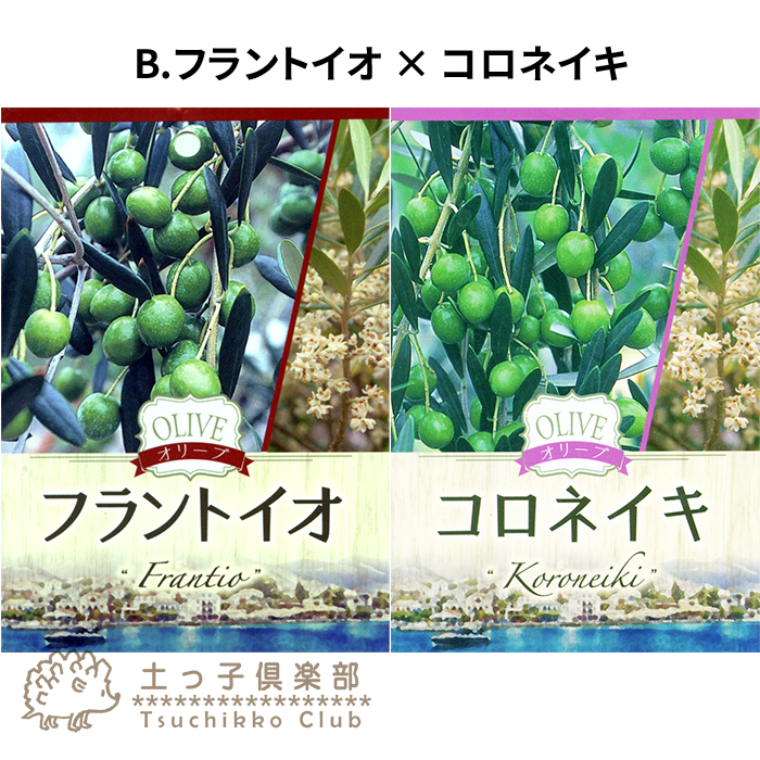 オリーブ 2品種植え 3年生 7号スリット鉢 大苗 S 097 花と緑の専門店 土っ子倶楽部 通販 Yahoo ショッピング