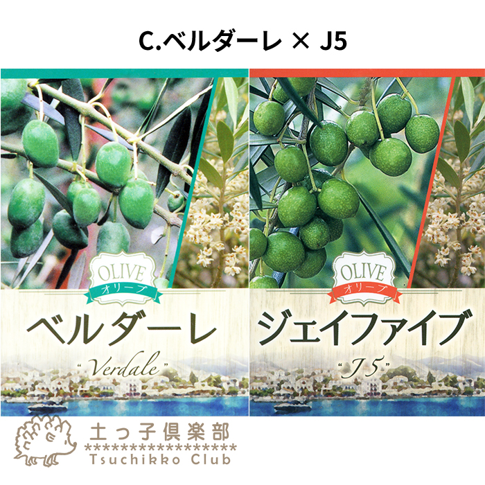 オリーブ 2品種植え （ 3年生 ）7号スリット鉢 大苗 贈答 プレゼント