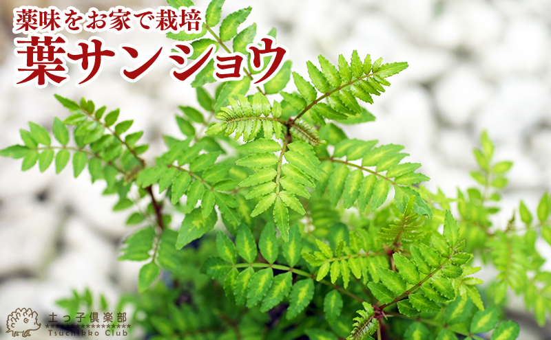 山椒 『葉さんしょう』（ ハサンショウ ） 9cmポット苗 : 花と緑