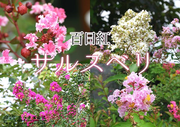 サルスベリ