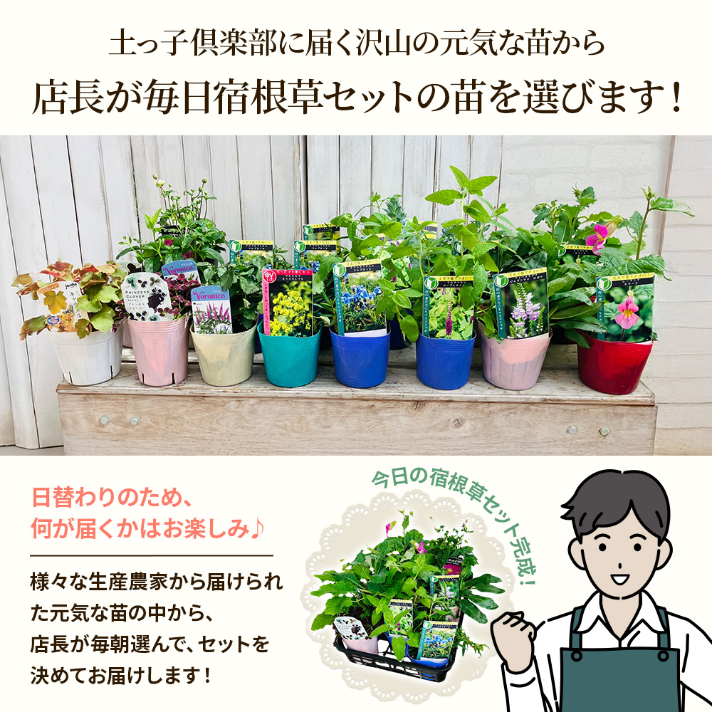 季節の宿根草7苗セット