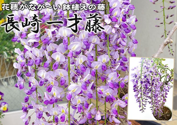 土っ子ニュース 土っ子倶楽部の植物たちの写真