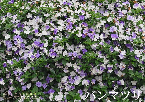 香るバンマツリ 5号鉢植え（ ニオイバンマツリ ） : t-010-15 : 花と緑