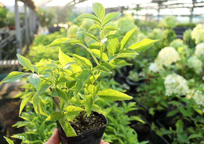 土っ子ニュース 土っ子倶楽部の植物たちの写真