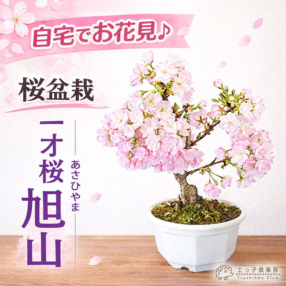山取りサバ幹の桜盆栽 桜盆栽 一才桜 『 旭山 （ あさひやま ）』 ギフト 贈答 プレゼント 土