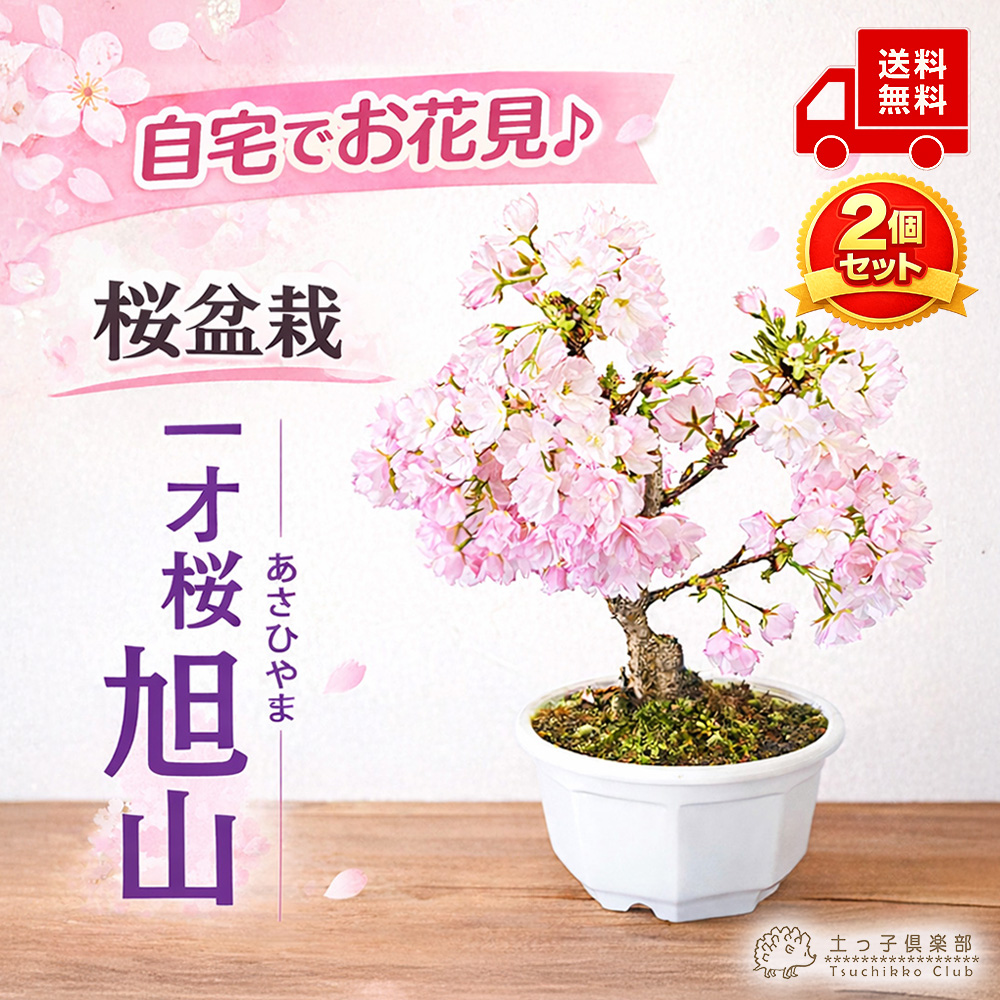 桜盆栽 一才桜 『 旭山 （ あさひやま ） 』 【 送料無料 】 2個セット