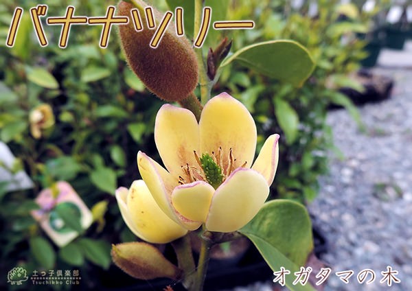 【ガチ盆栽】オガタマの木　バナナ匂い　激古 バナナの香りがする花木【カラタネオガタマ】