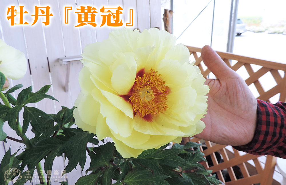 土っ子ニュース 土っ子倶楽部の植物たちの写真