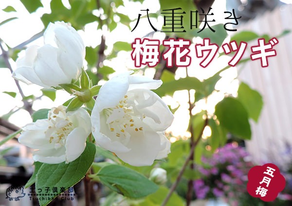 梅花5 Amazon.co.jp: 梅花ウツギ 5号苗【品種で選べる花木苗/1個売り
